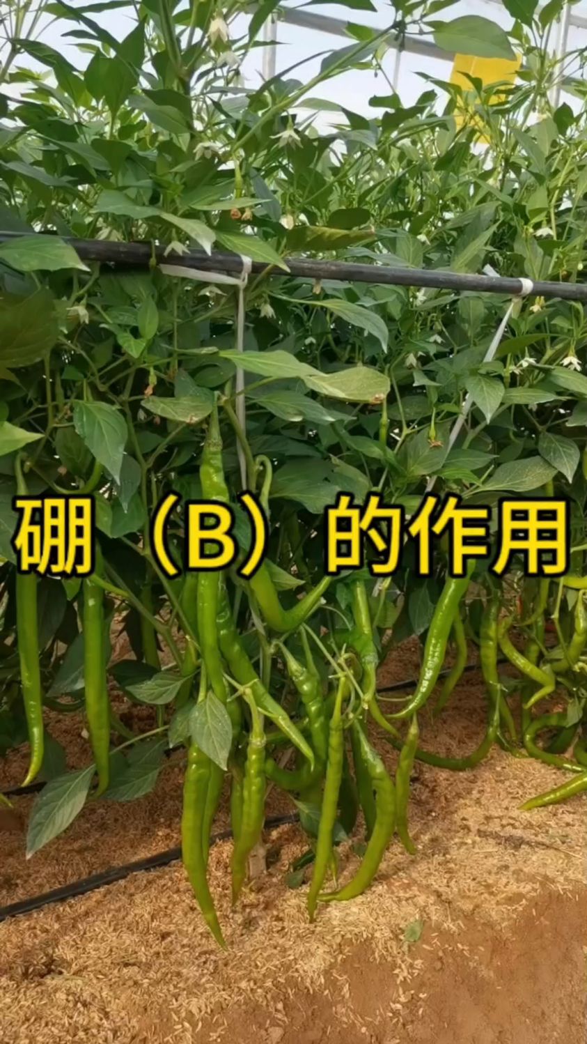硼肥的作用以及缺硼症状