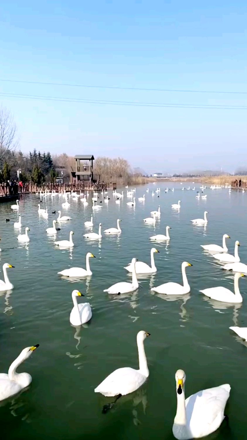 三门峡天鹅湖,万只天鹅的乐园