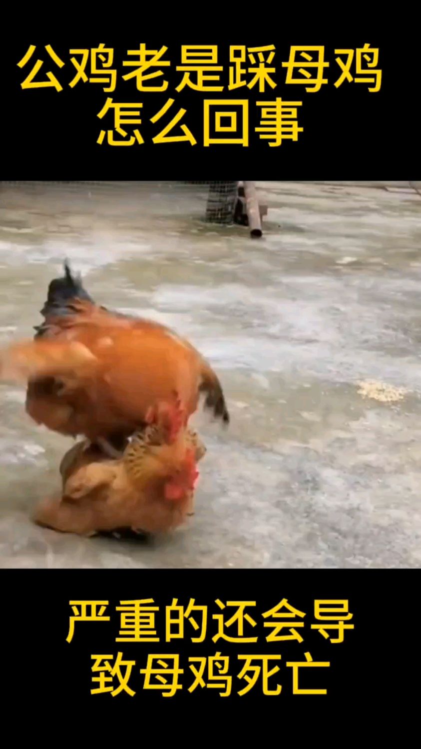 公鸡老是踩母鸡怎么回事