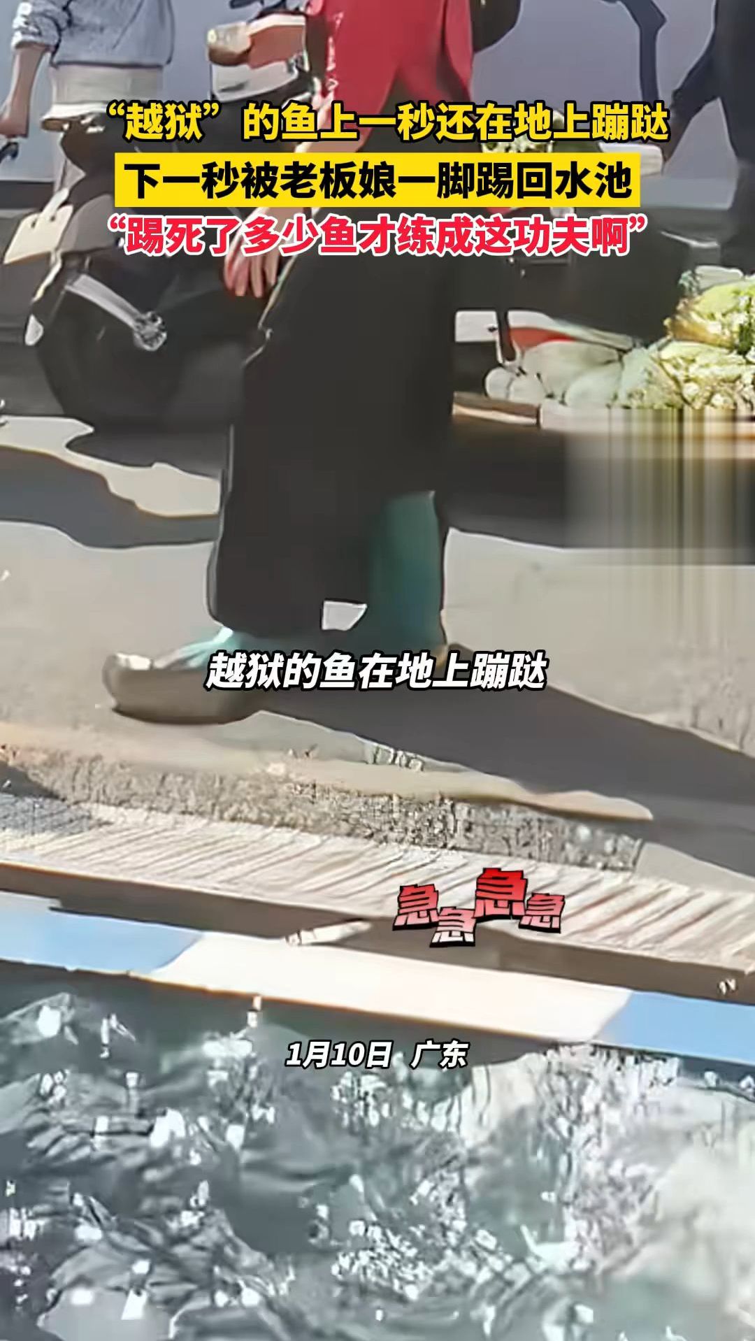 “越狱”的鱼上一秒还在地上蹦跶,下一秒被老板娘一脚踢回水池