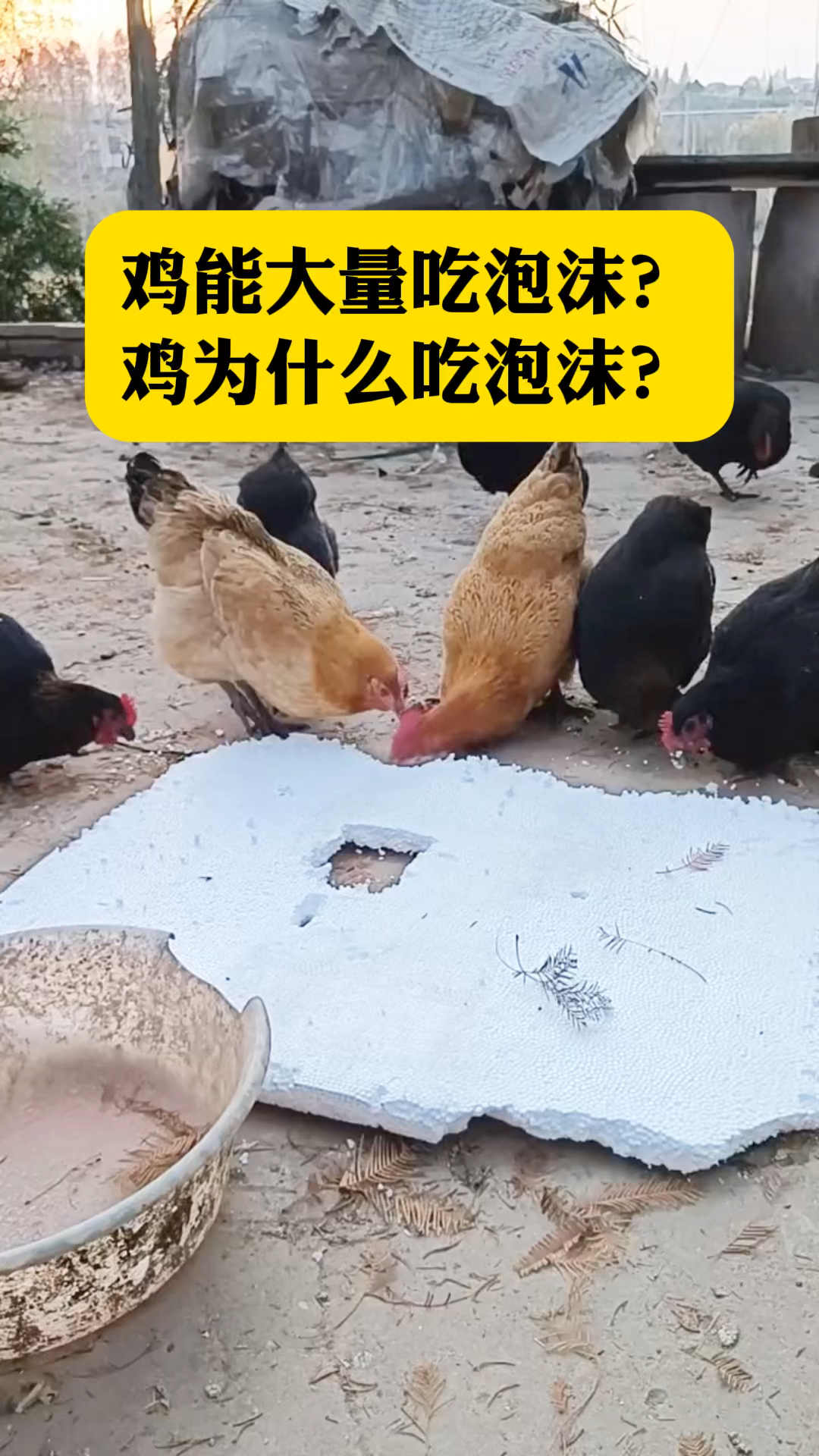 鸡能大量吃泡沫?鸡为什么吃泡沫?