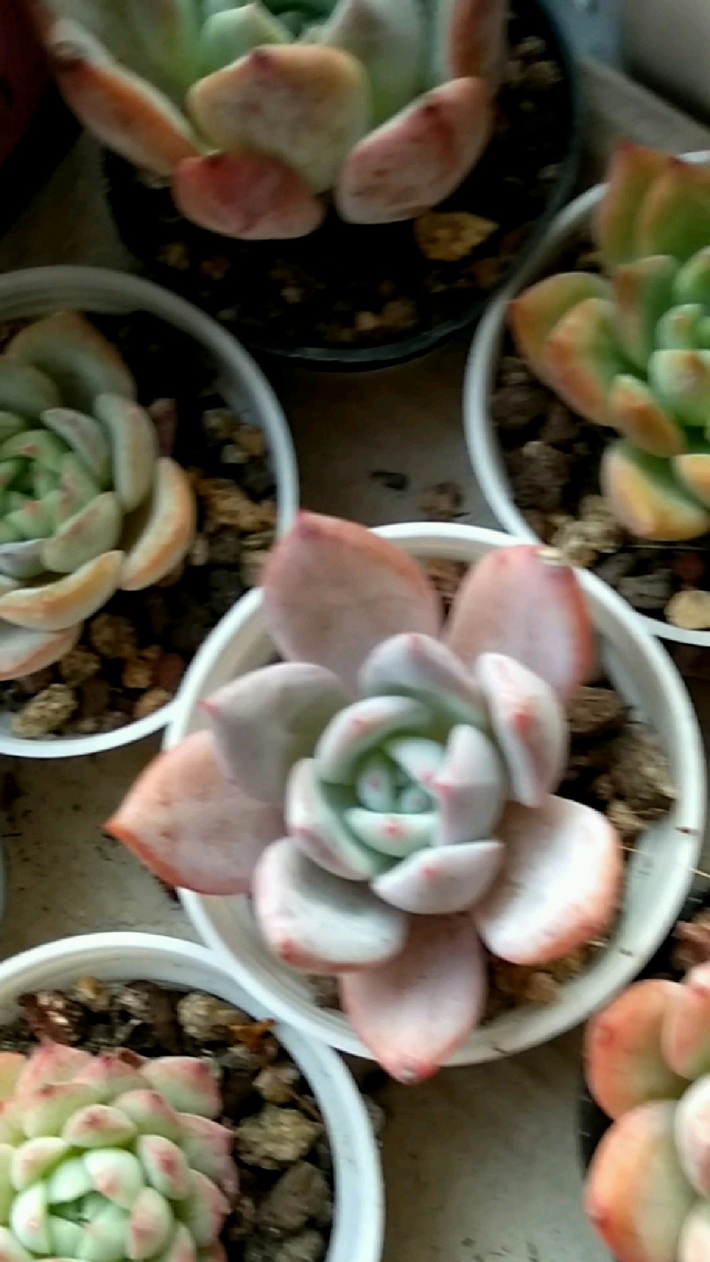 多肉在广东要想出状态有多难,来看看腊月的几款小清新吧