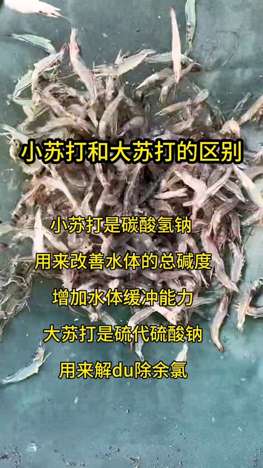 @A虾虾 小苏打和大苏打的区别#南美白对虾 #对虾养殖 #虾姐水产养殖