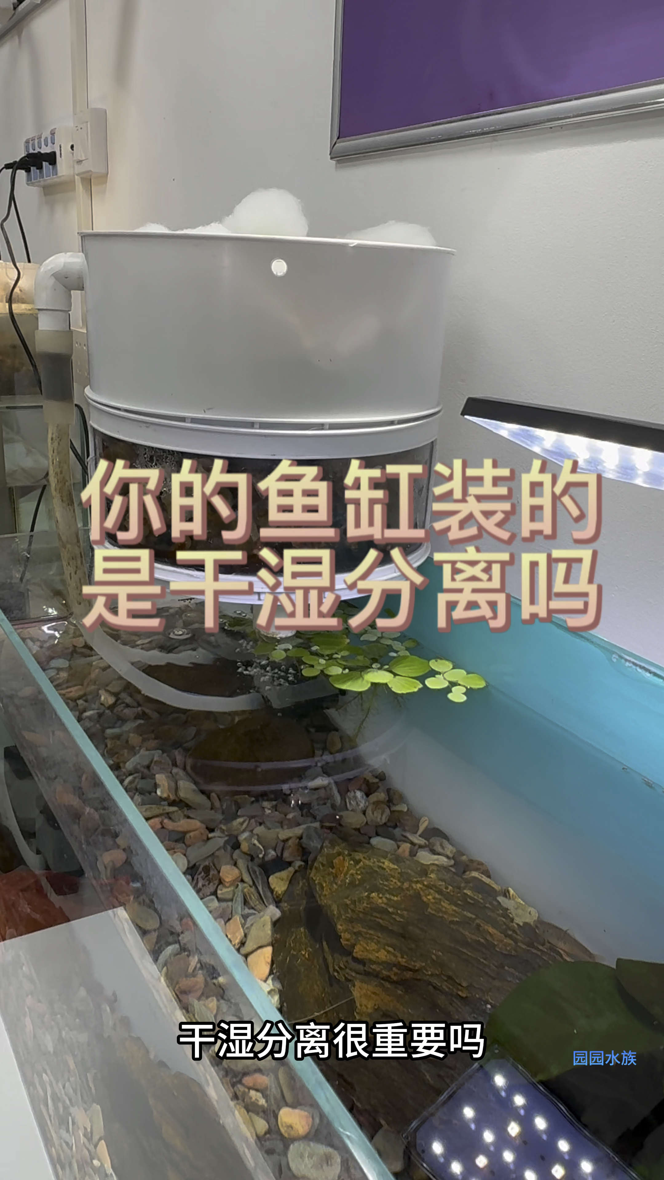 鱼友们鱼缸装干湿分离的作用及重要性#水族 #观赏鱼 #养鱼养心