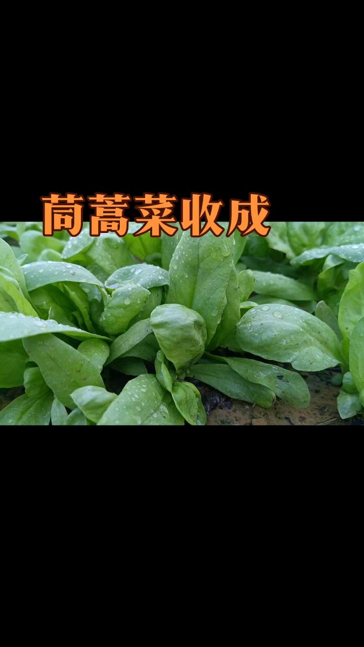 茼蒿菜您了解多少呢?