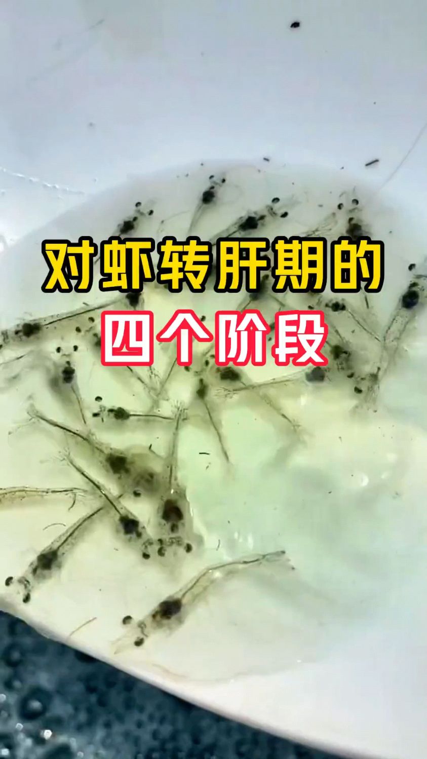 对虾转肝期的四个阶段