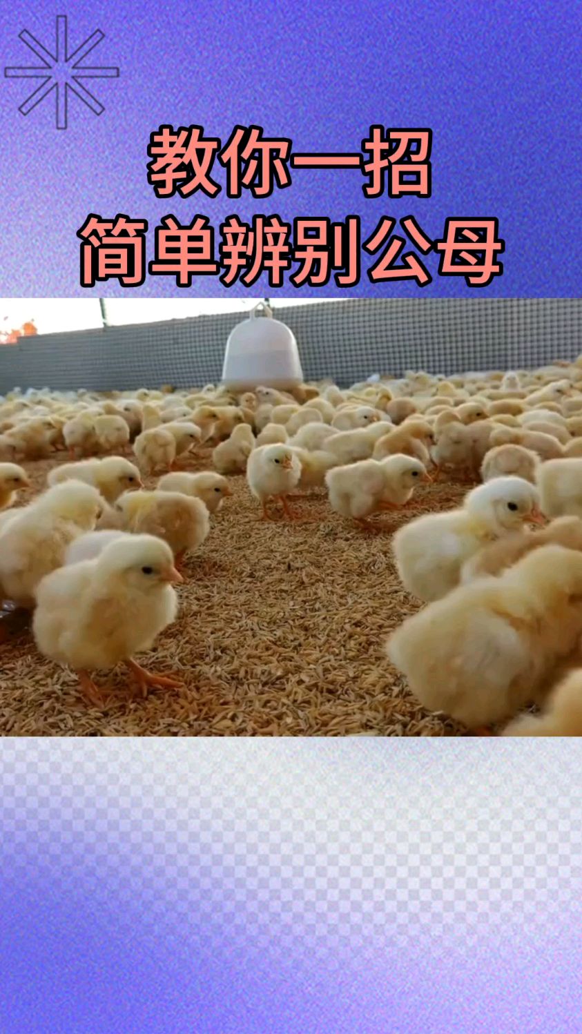 小鸡公母这样看,简单准确的辨别公母鸡