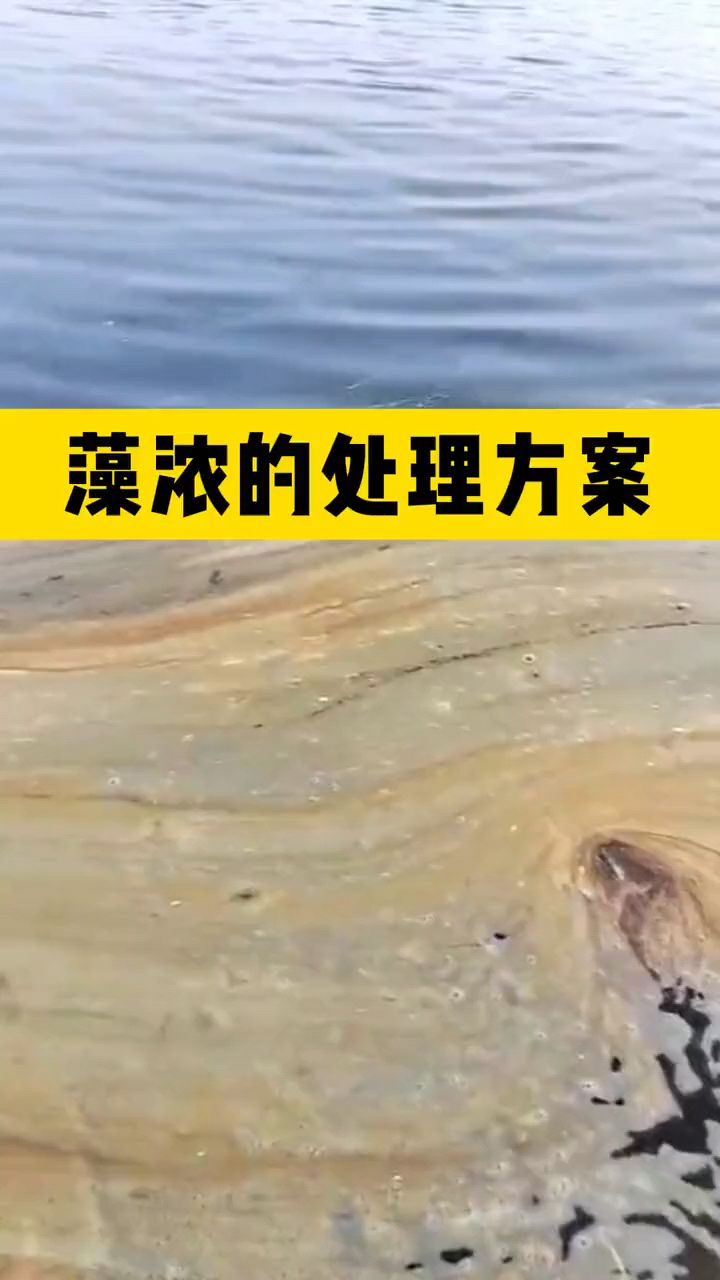 池塘藻类旺的处理方案