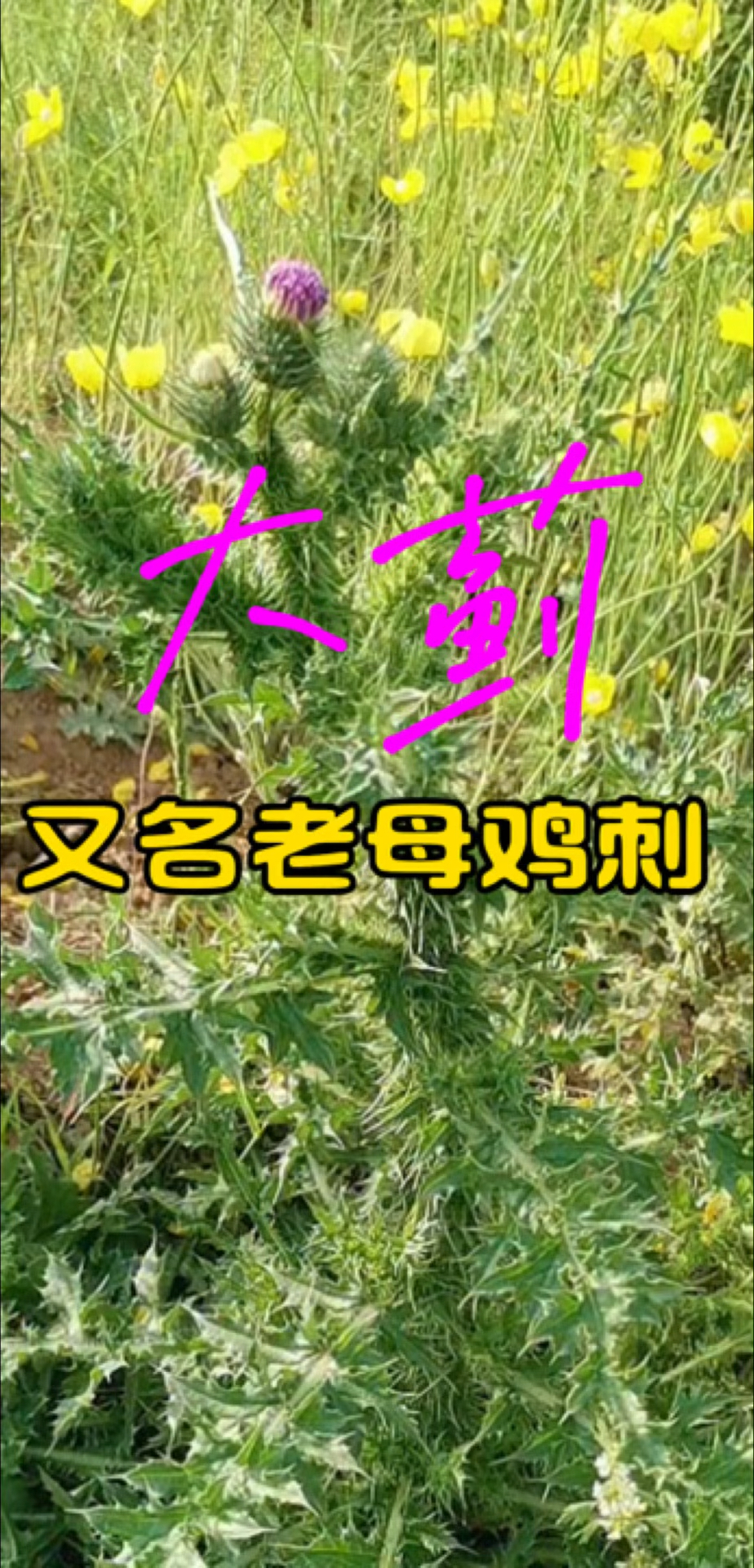 大蓟根炖老母鸡,你知道他的好处吗?