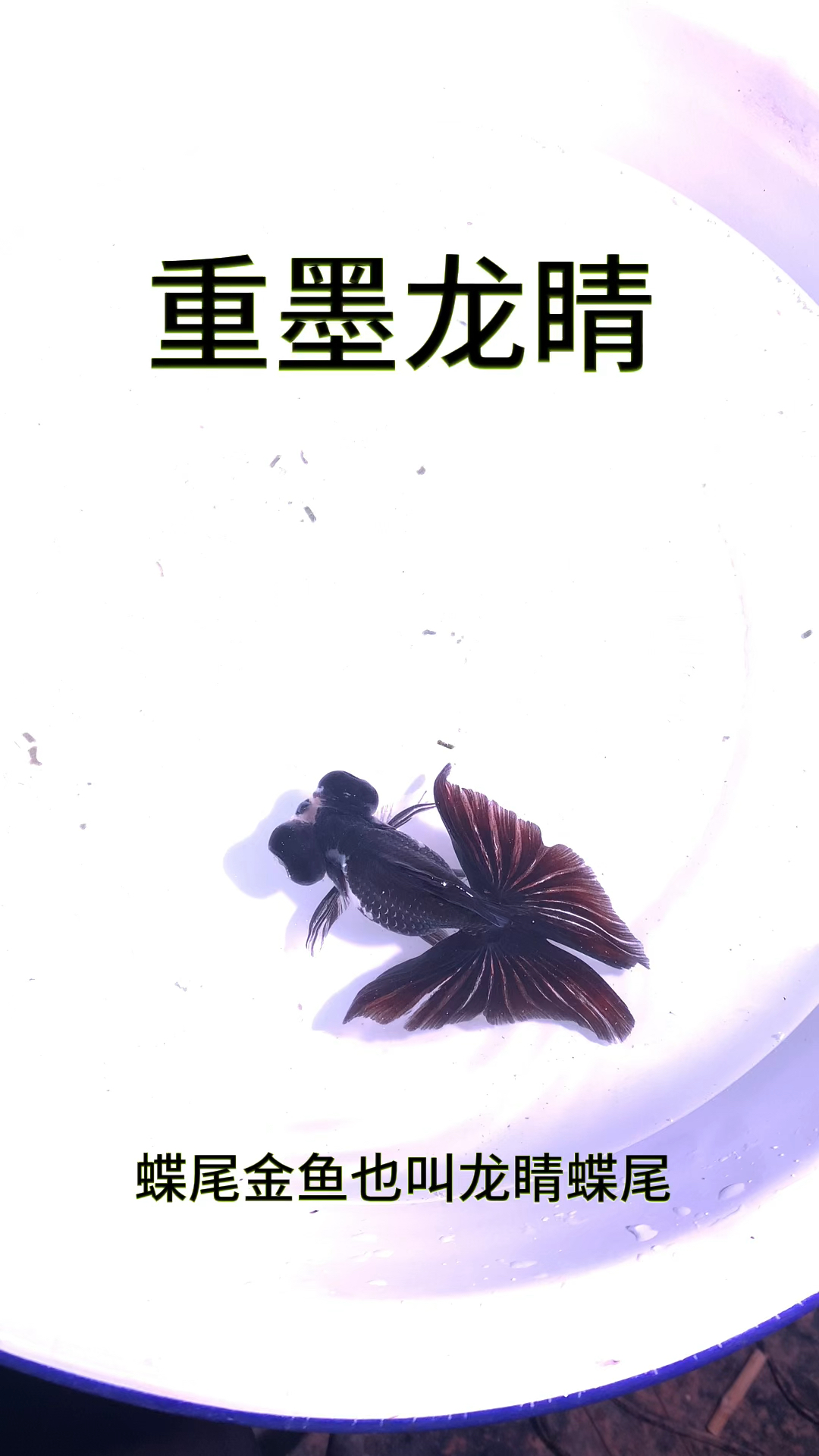 中国金鱼《重墨龙睛》,喜鹊花龙睛重墨表现