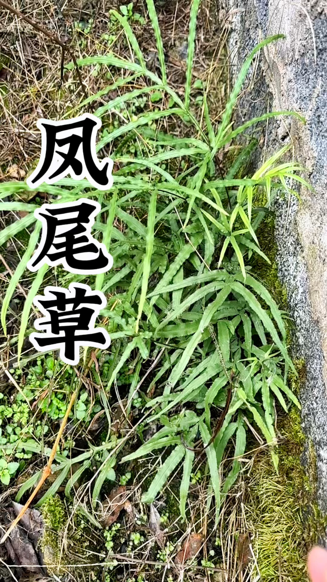 凤尾草,屋前屋后都常见到,就是很少有人知道它的好