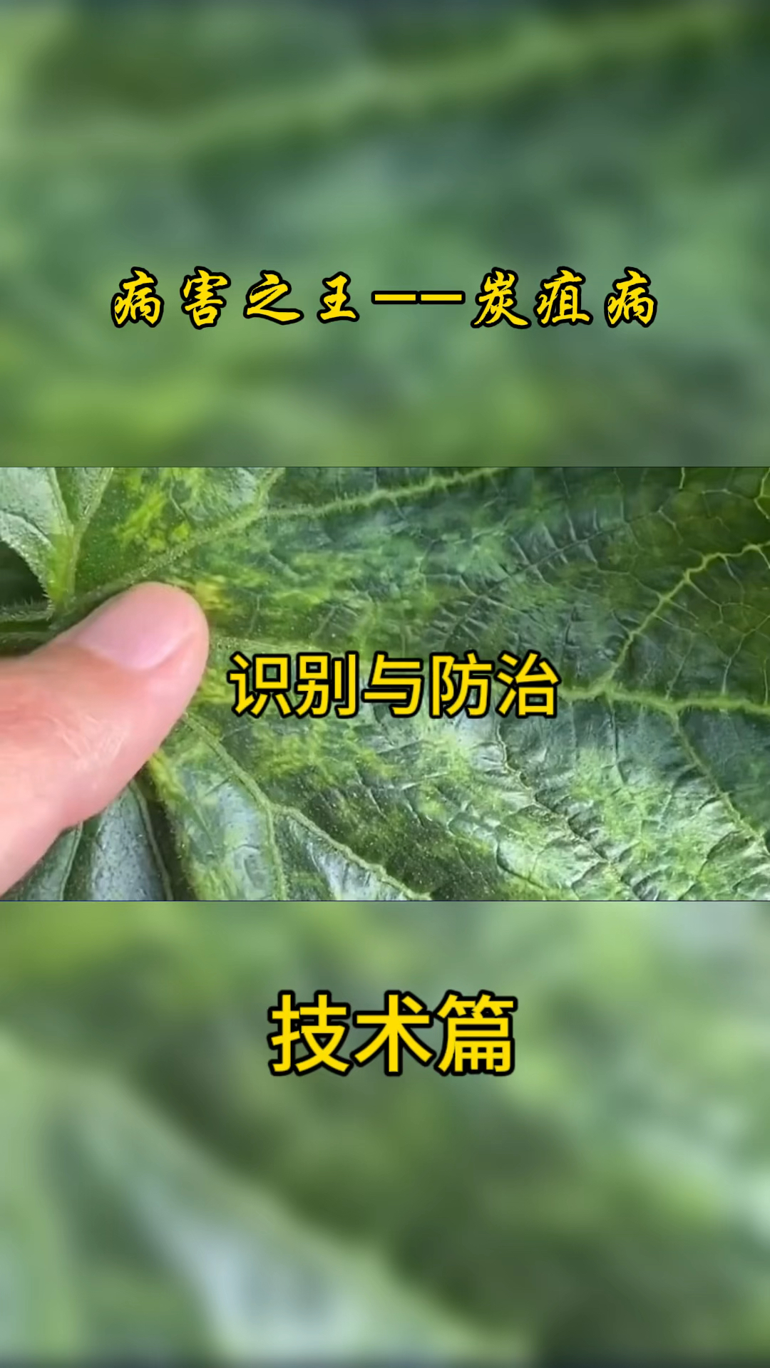 炭疽病防治措施