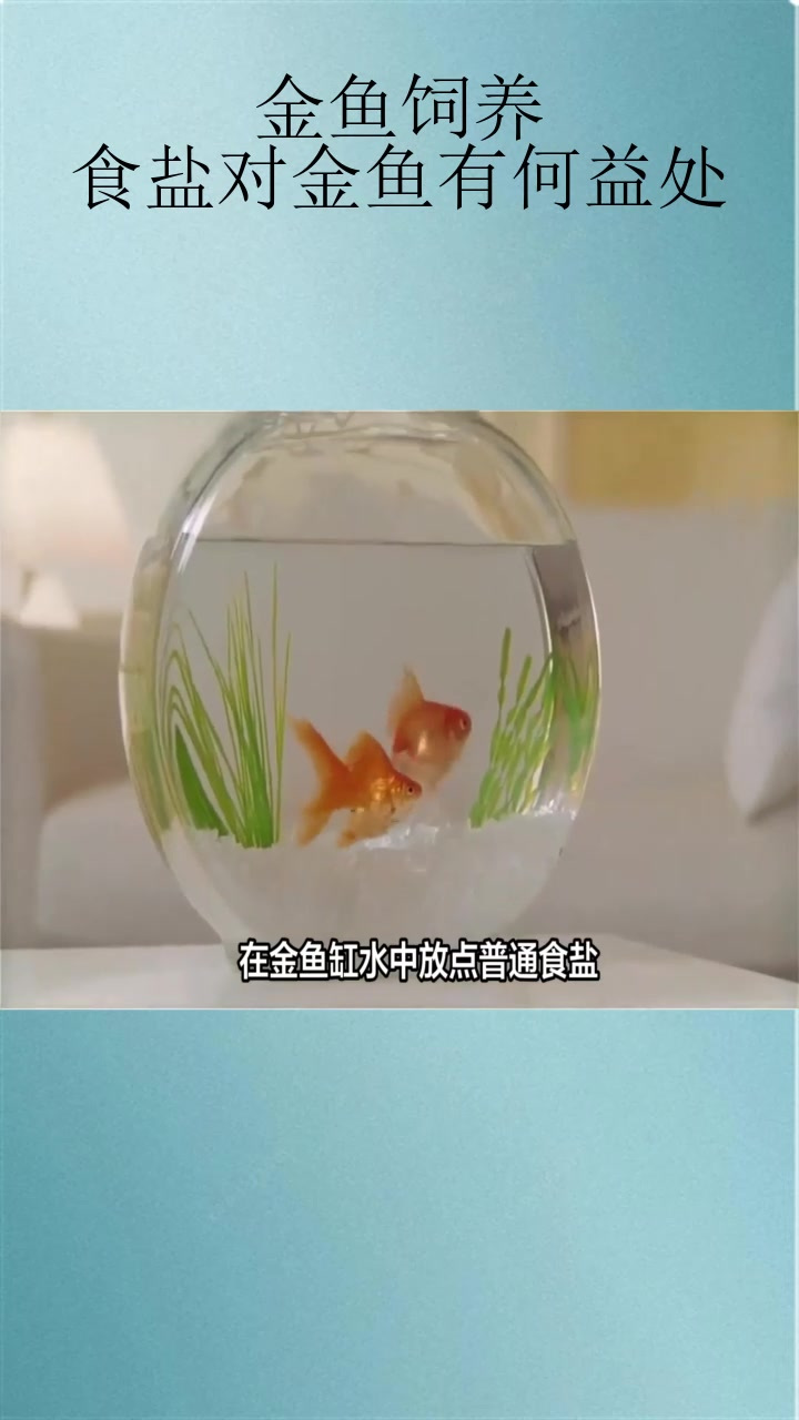 金鱼饲养:食盐对金鱼有何益处?