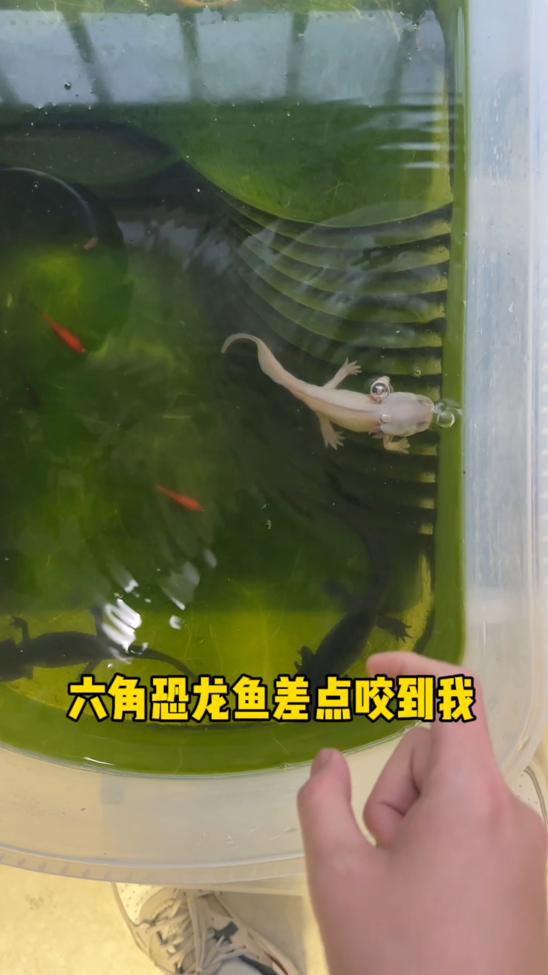六级恐龙鱼差点咬到我