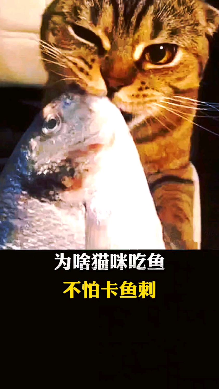为啥猫咪吃鱼不怕鱼刺