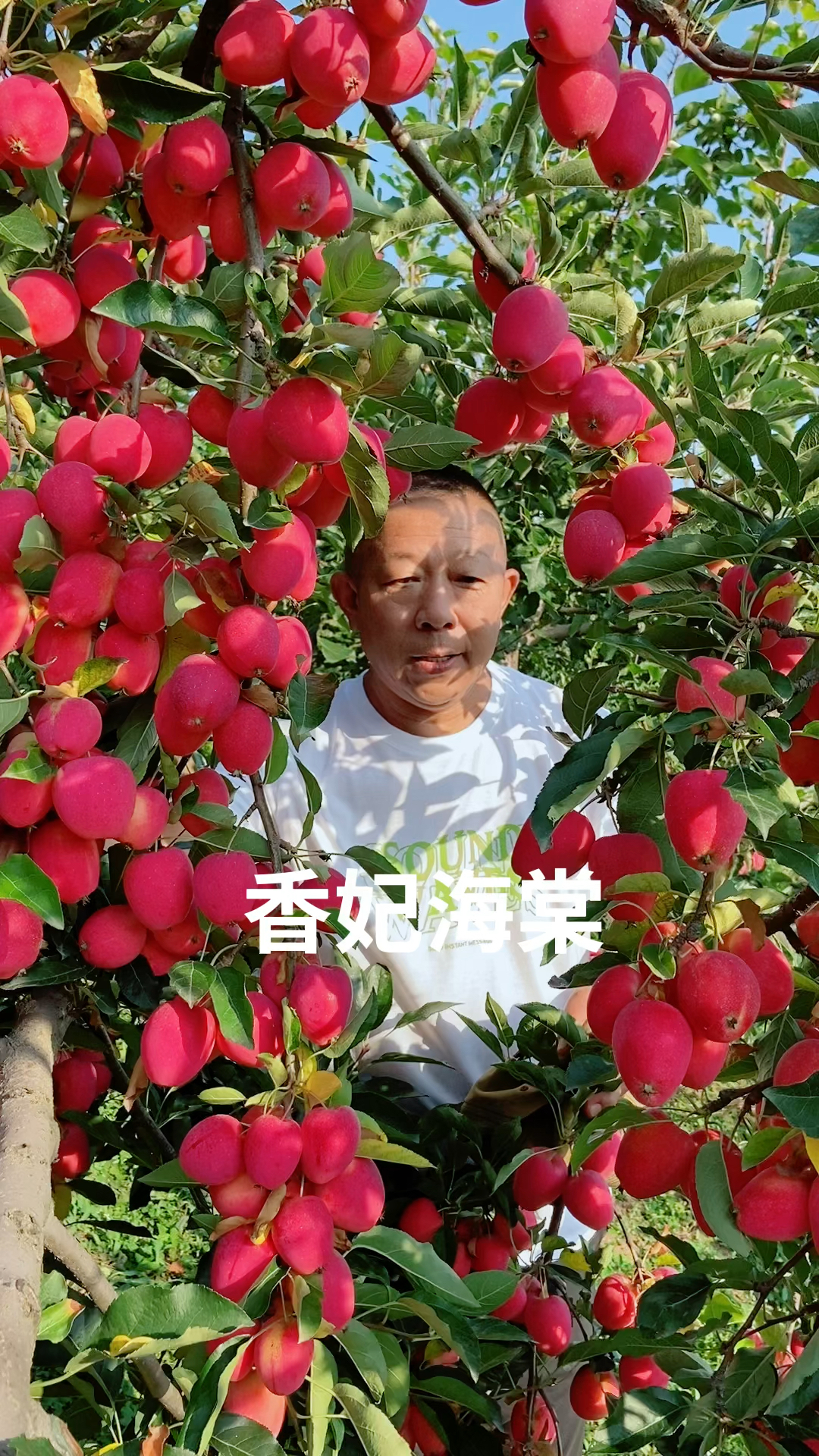 香妃海棠 鸡心果