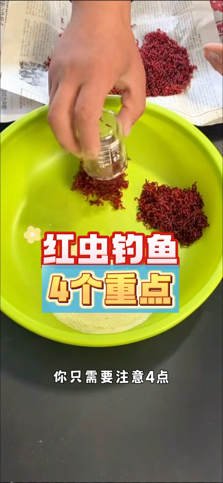 《李玲玲合集》黑坑红虫拉饵4个重点