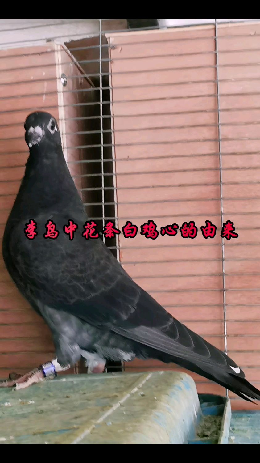 枭鹰鸽舍讲鸽事儿:李鸟中花条白鸡心的由来