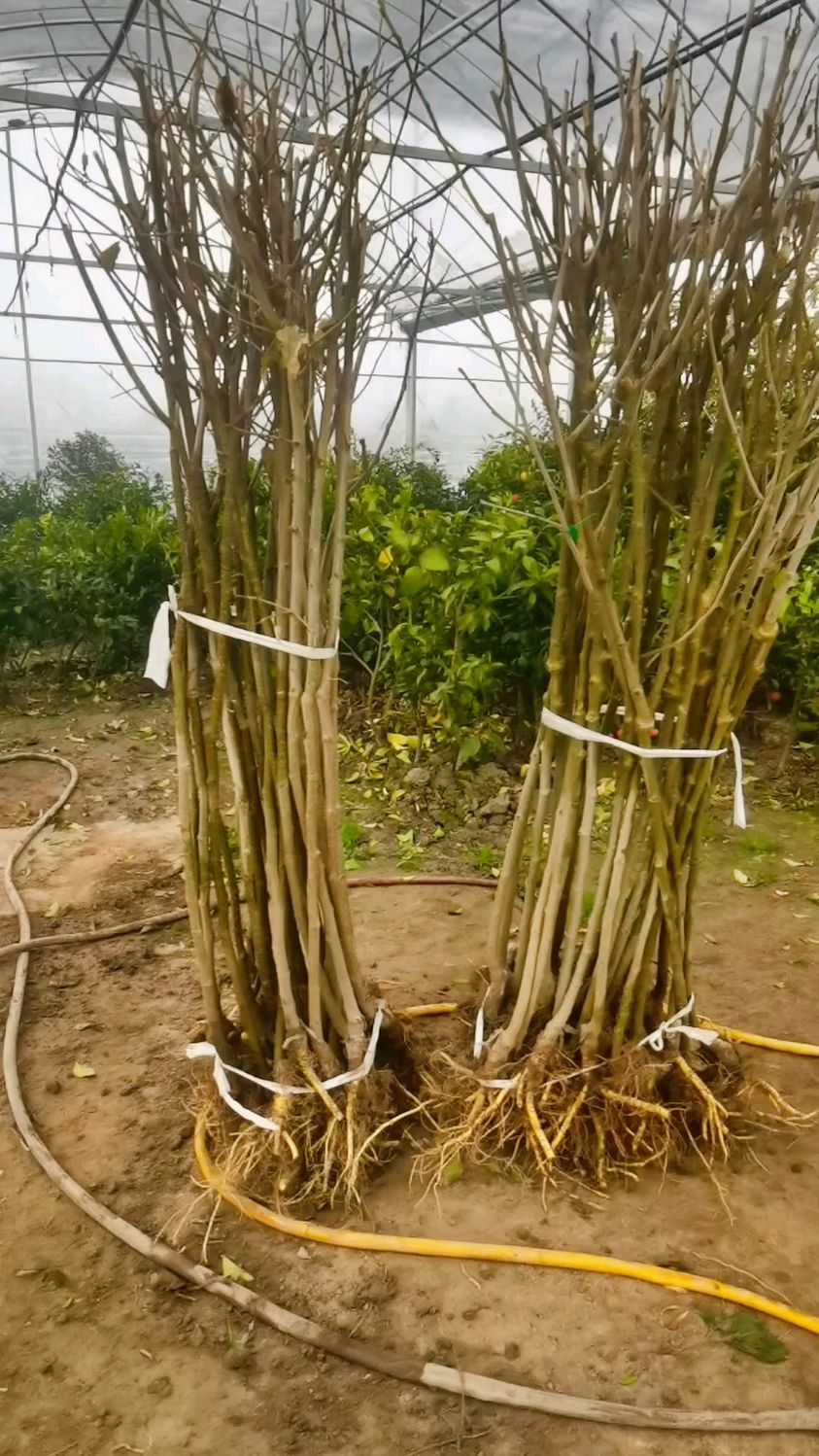 介绍一下两个品种的果桑树苗#果树苗