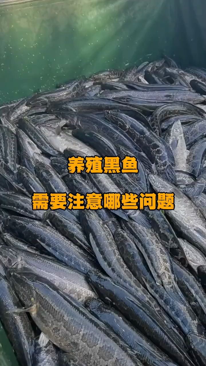 养殖黑鱼需要注意哪些问题