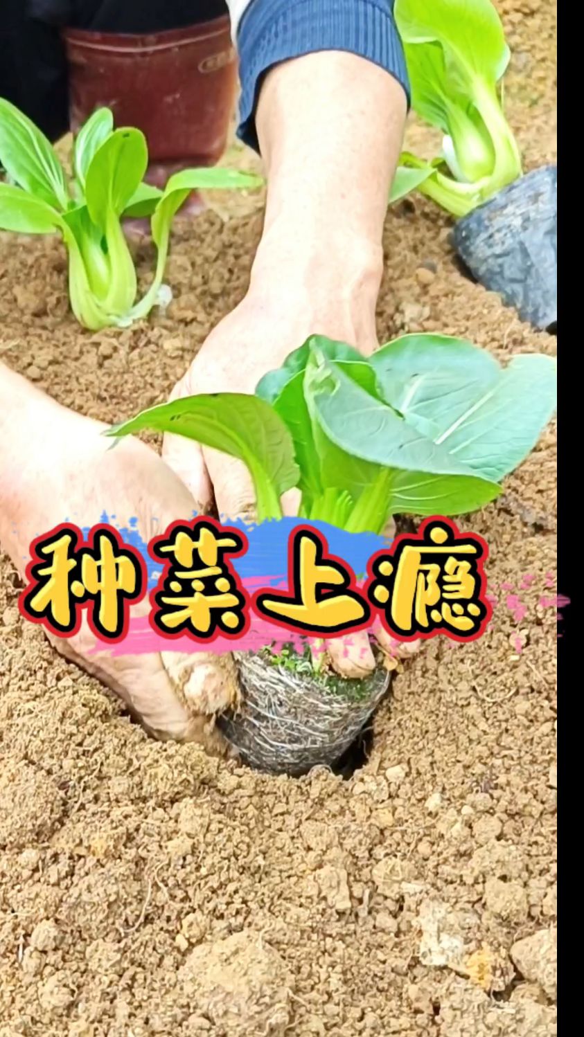 有人抽烟喝酒上瘾,有人打牌搓麻将上瘾,而我种菜上瘾#记录田园生活