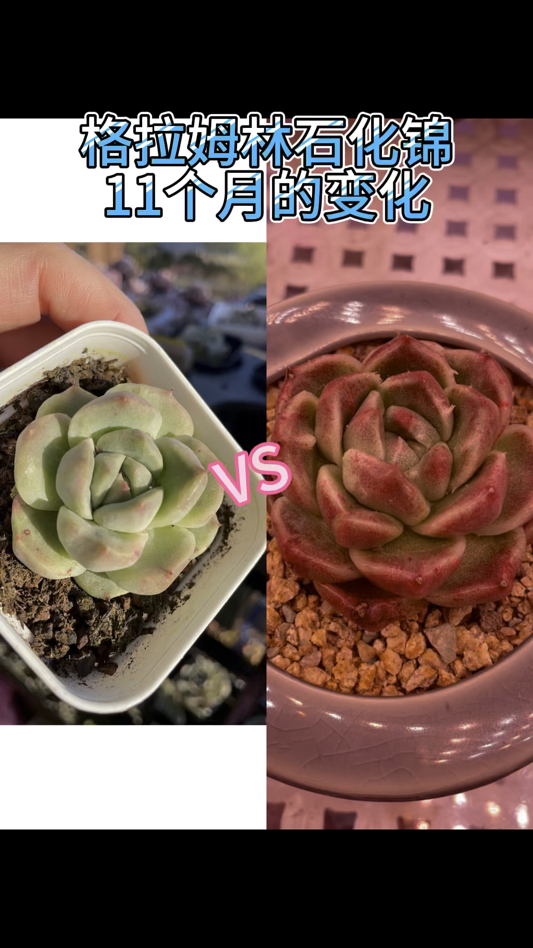 格拉姆林石化锦养了11个月的变化,成就感高级感,总结:值得养#多肉植物