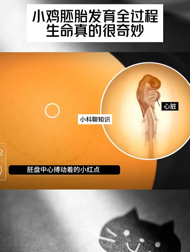小鸡胚胎发育全过程,生命真的很奇妙