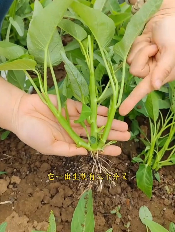 这种空心菜,播种当天发芽,25天左右就能割一茬