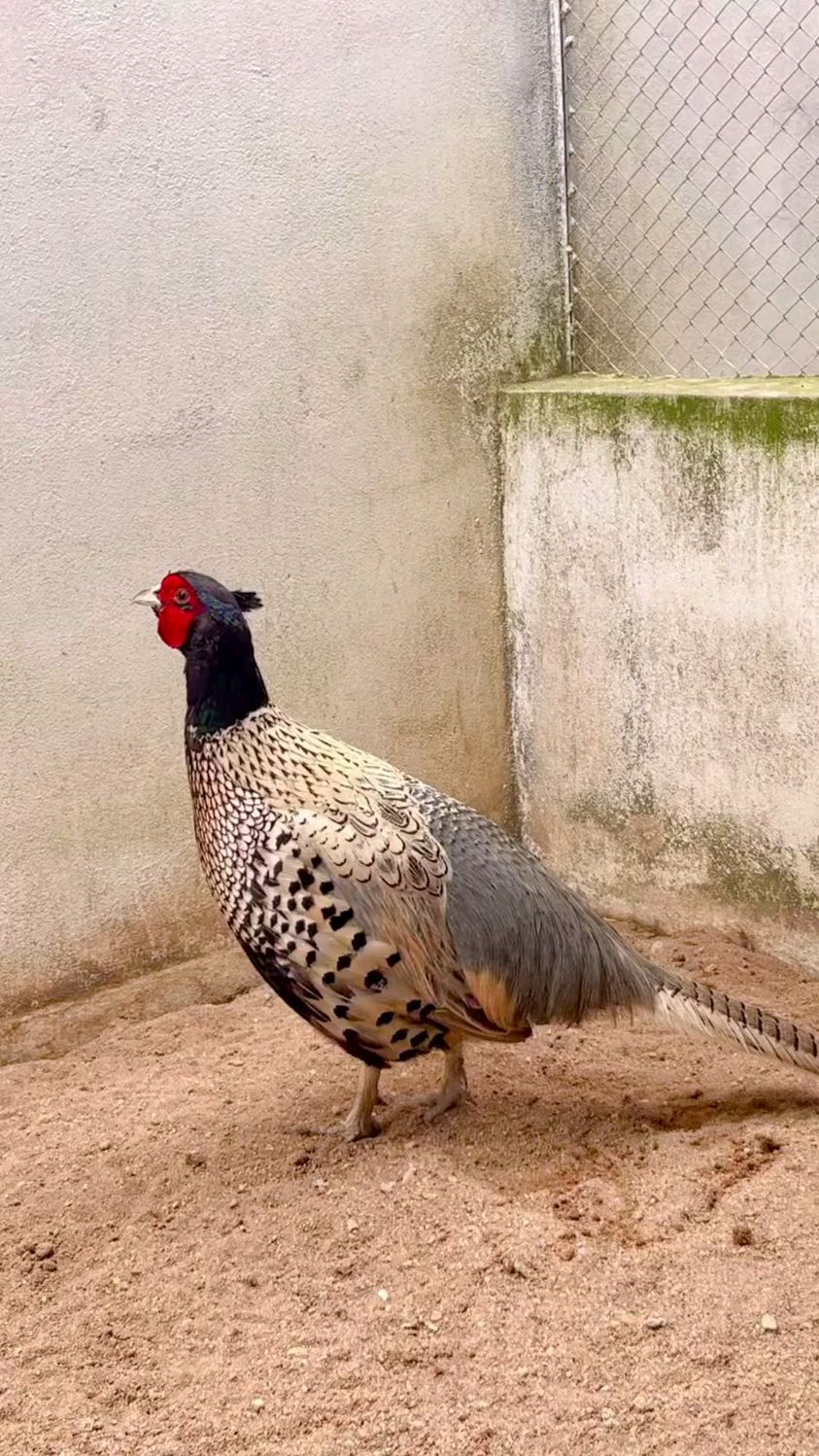 异色野鸡 七彩山鸡