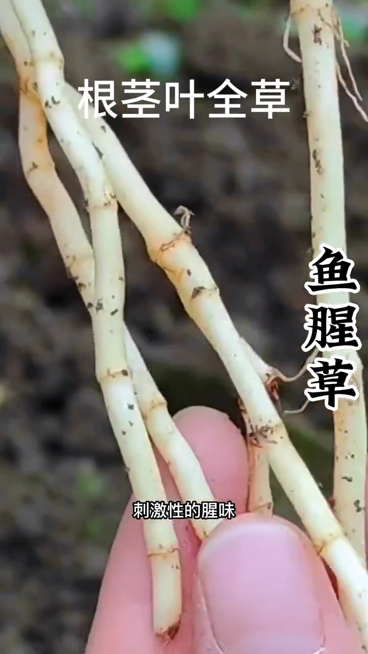 折耳根也叫鱼腥草你吃过吗?