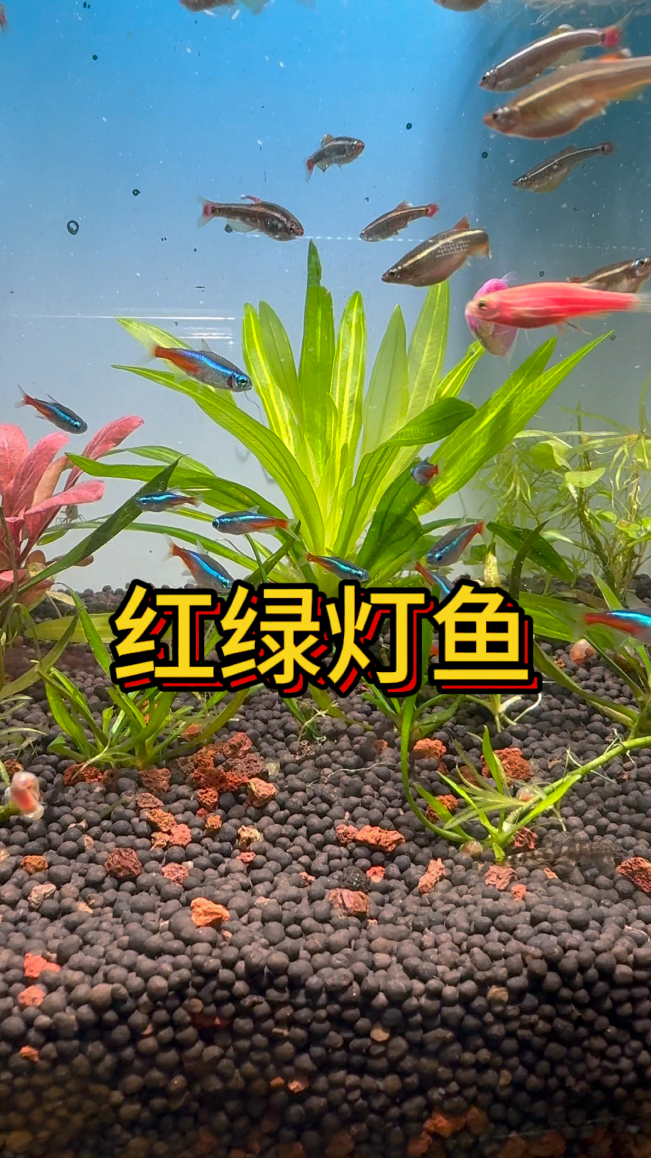 红绿灯鱼,鱼友们你喜欢养在草缸里吗。#水族 #观赏鱼 #养鱼养心