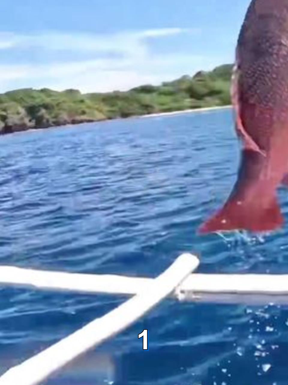 皮皮虾诱饵钓到十几斤大鱼,结果只值200块1