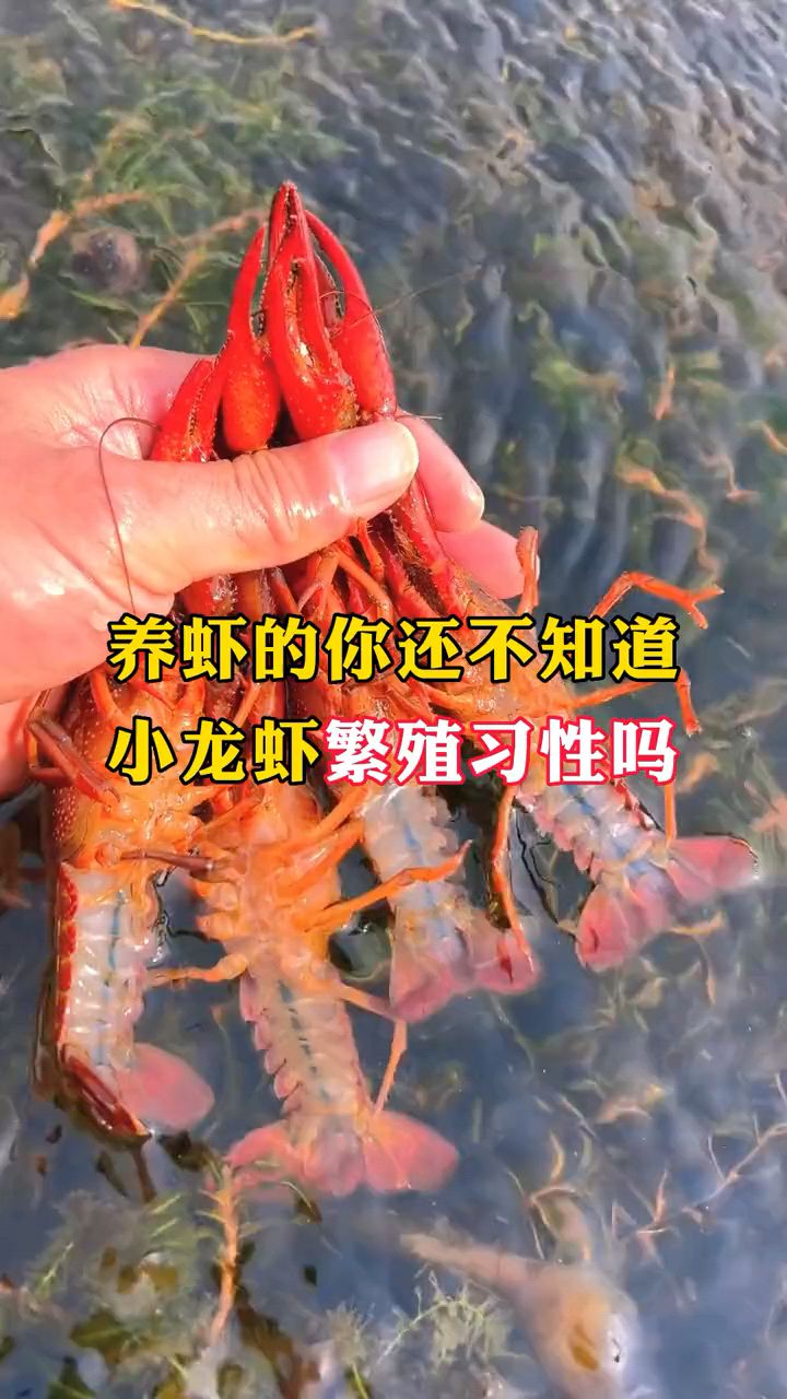 你知道小龙虾繁殖习性吗