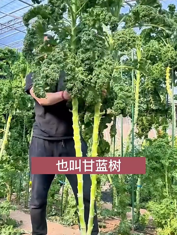 市场上买不到的菜,长成树的甘蓝菜,小院随便种一棵能吃半年!