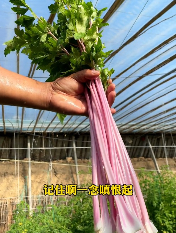 路边见到这种野芹菜,记得带回来,补血还补铁