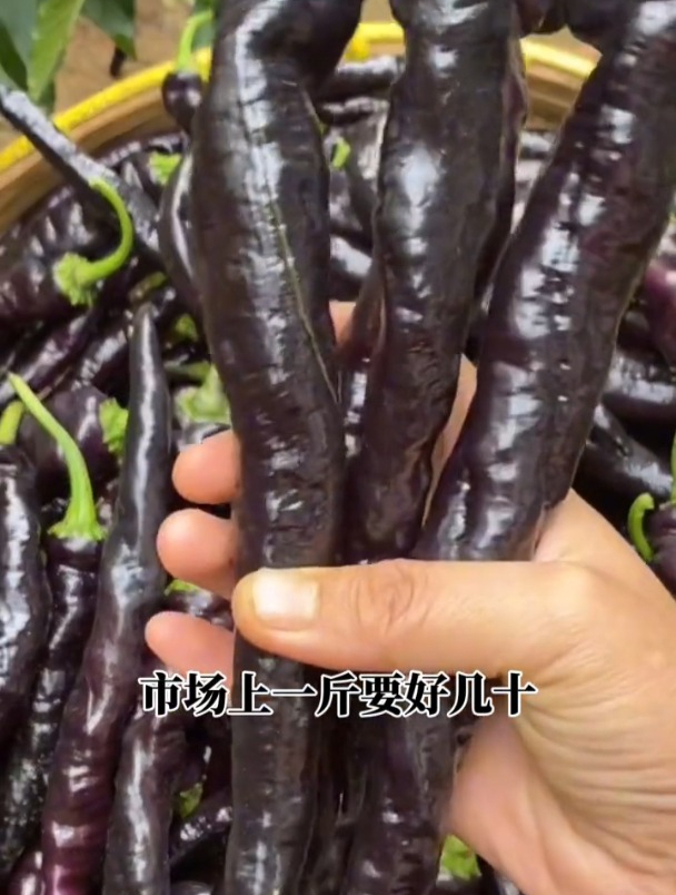 紫美人辣椒盆栽地栽都可,只要温度合适,一年四季都摘不完!