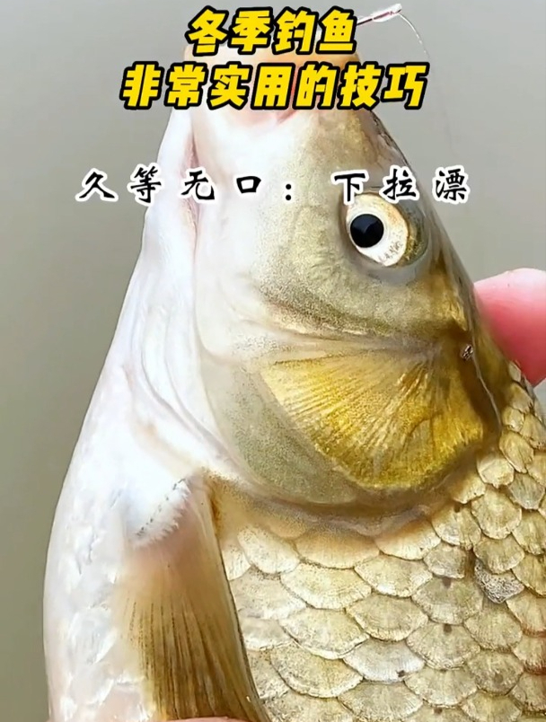 冬季如何垂钓?老钓友总结这8大口诀!