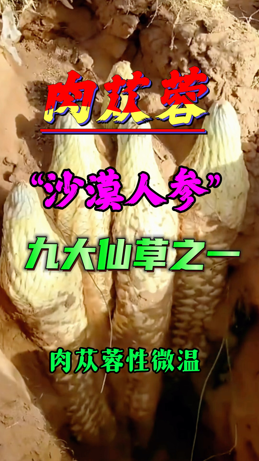 肉苁蓉-九大仙草之一