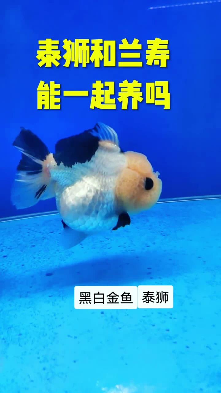 泰狮和兰寿能够一起养,因为泰狮和兰寿都是浅水鱼
