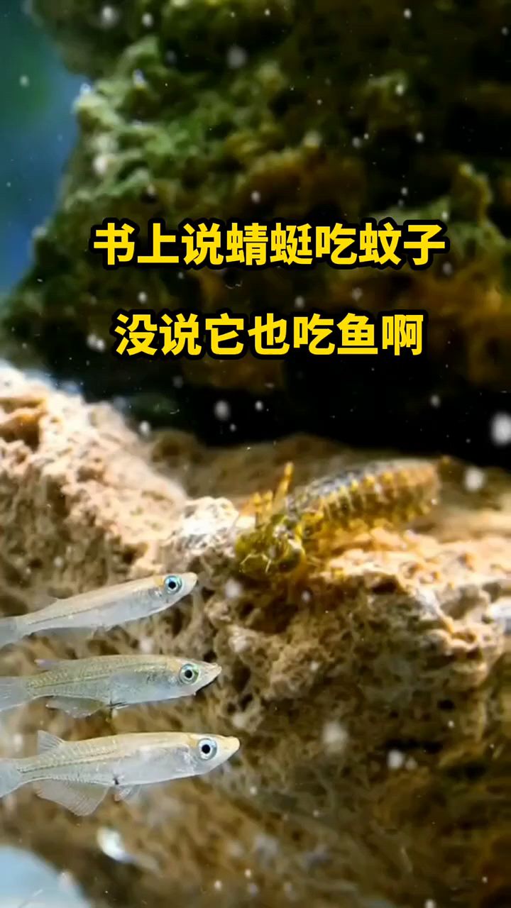 到底是害虫还是益虫啊