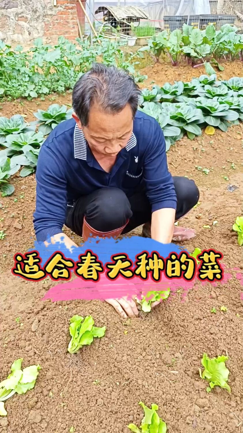 这几种菜特别适合春天种,生菜,油麦菜,紫叶生菜,苏州青,上海青