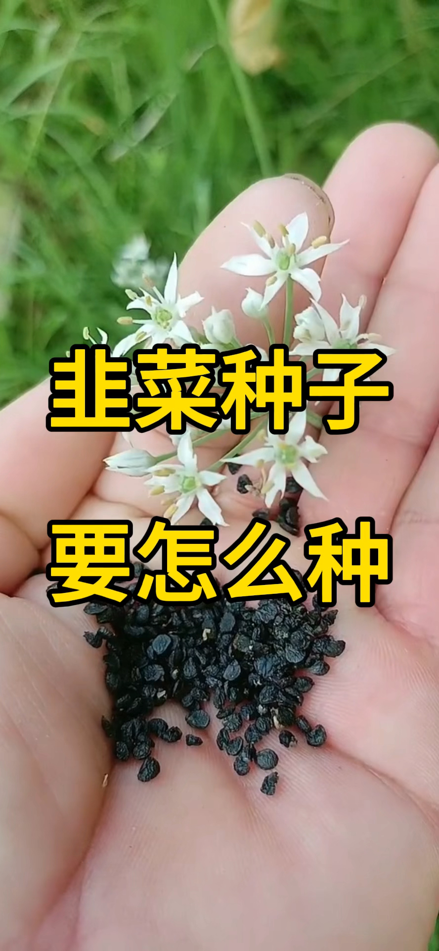 韭菜种子要怎么种?