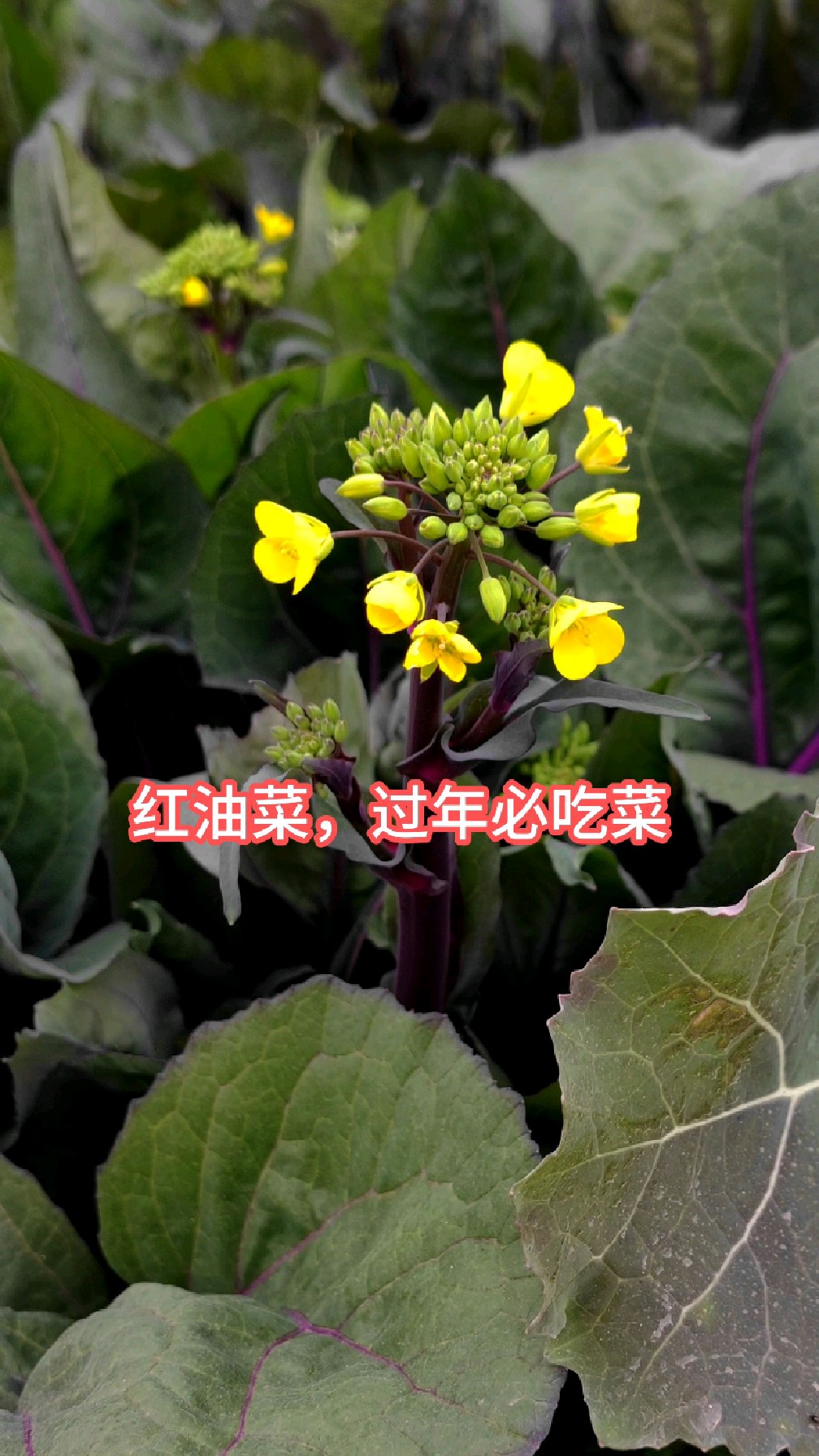 价格终于降了,红油菜,四川人过年必吃菜