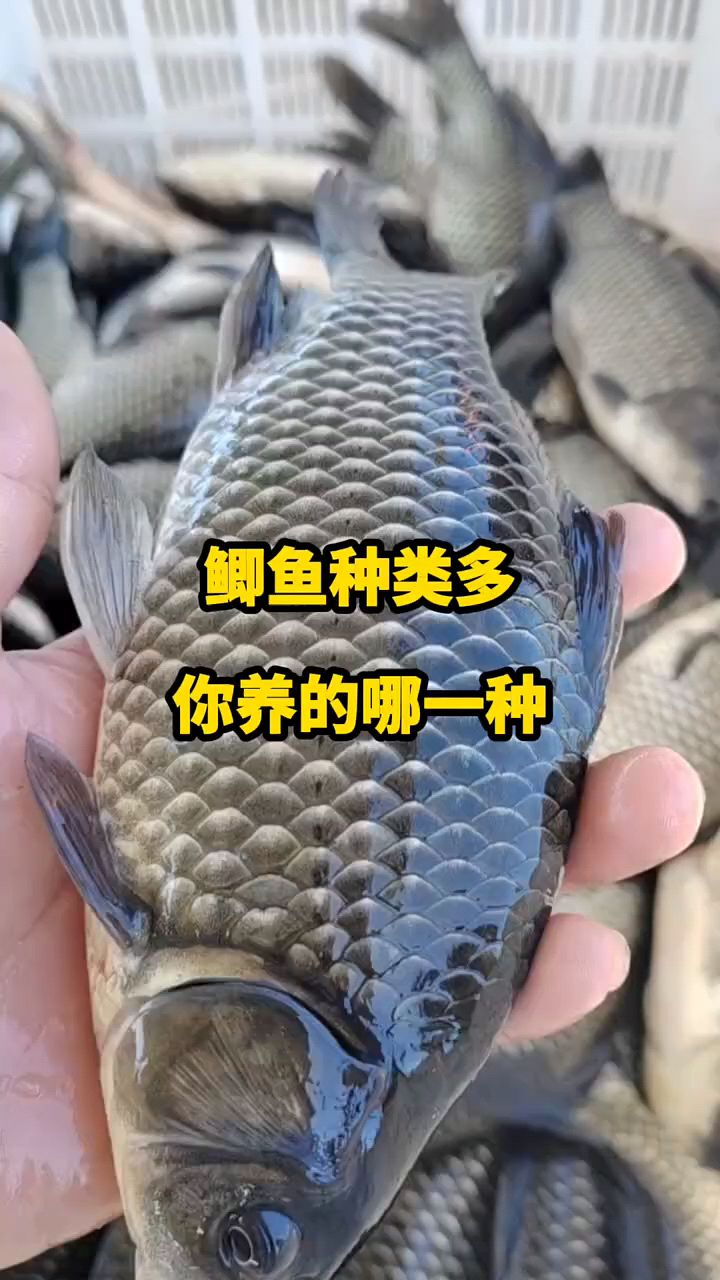 鲫鱼有这么多种类啊