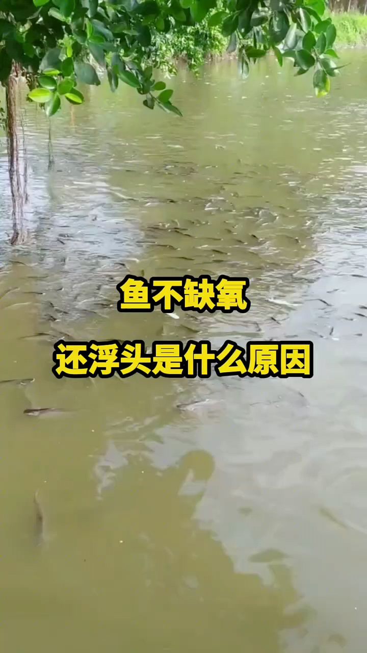 鱼不缺氧还浮头,什么原因