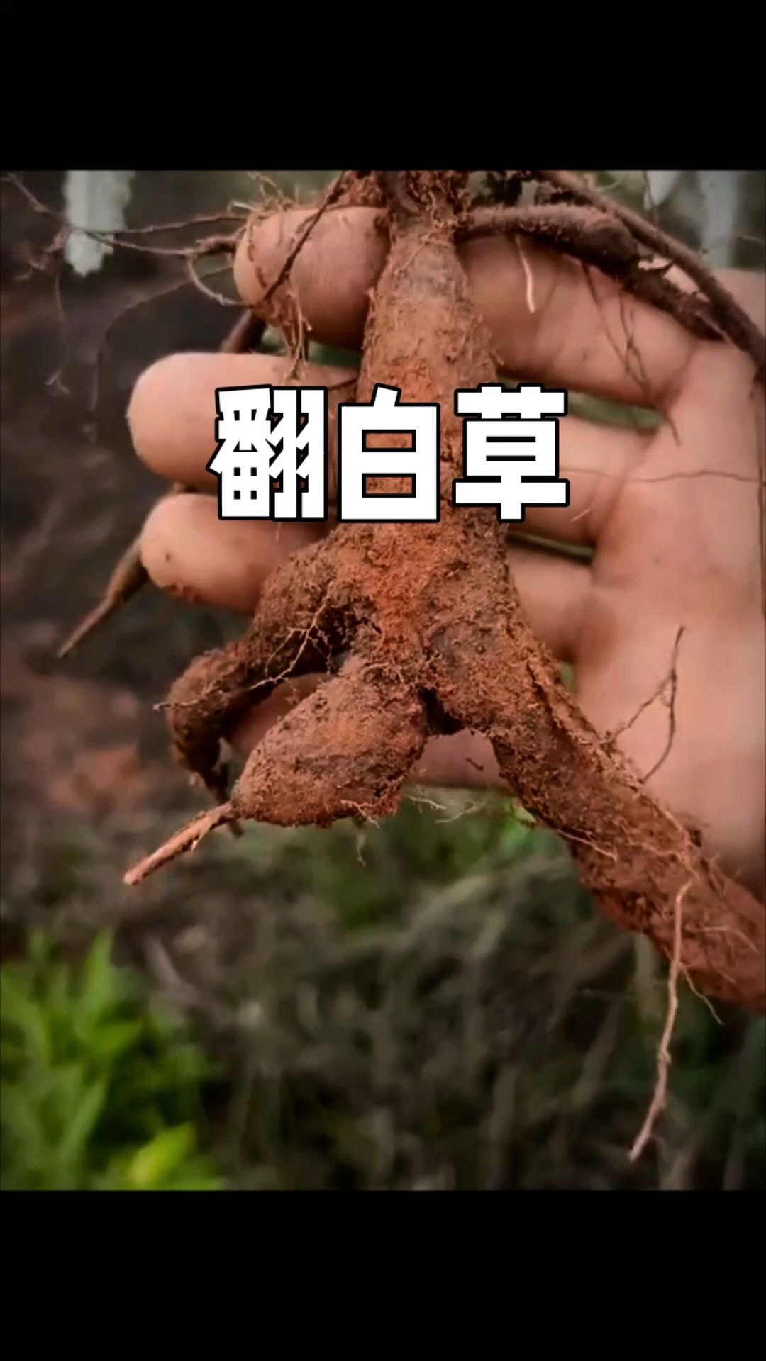 野外求生神器:翻白草,美味又充饥。