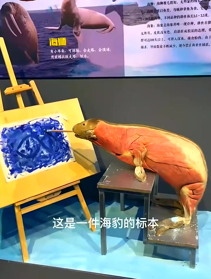 海豹没有耳朵,别看海豹的小耳朵其貌不扬,它可是很厉害的呢!