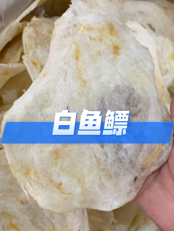 白鱼鳔它的作用和选择,欢迎家人们了解