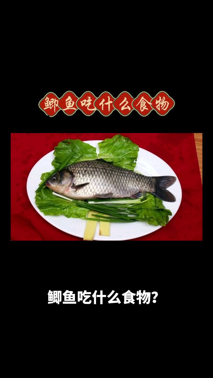 鲫鱼吃什么食物