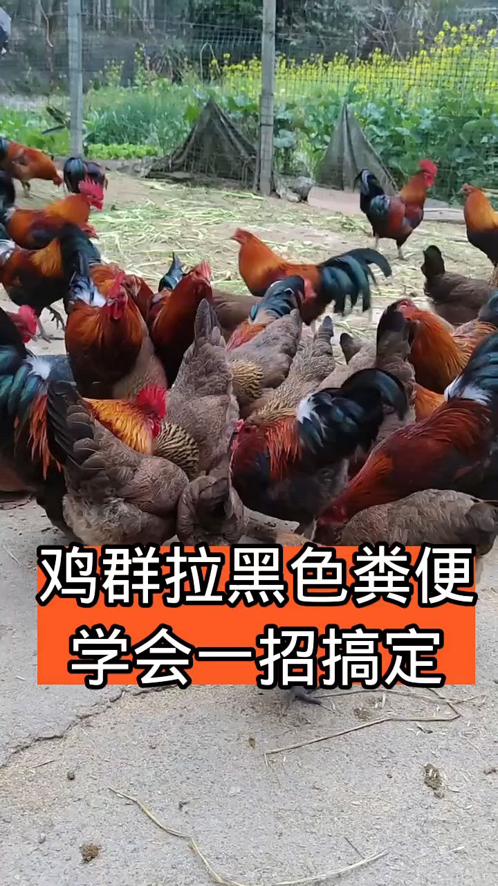 鸡群拉黑色粪便,学会一招解决
